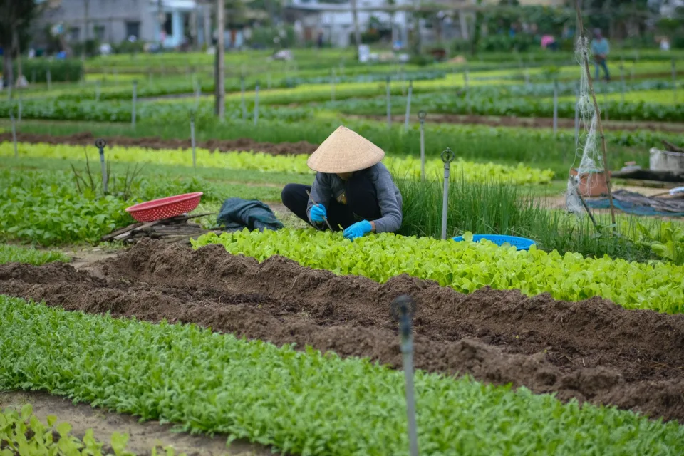 Vườn rau của Nuôi Trồng Quốc Công